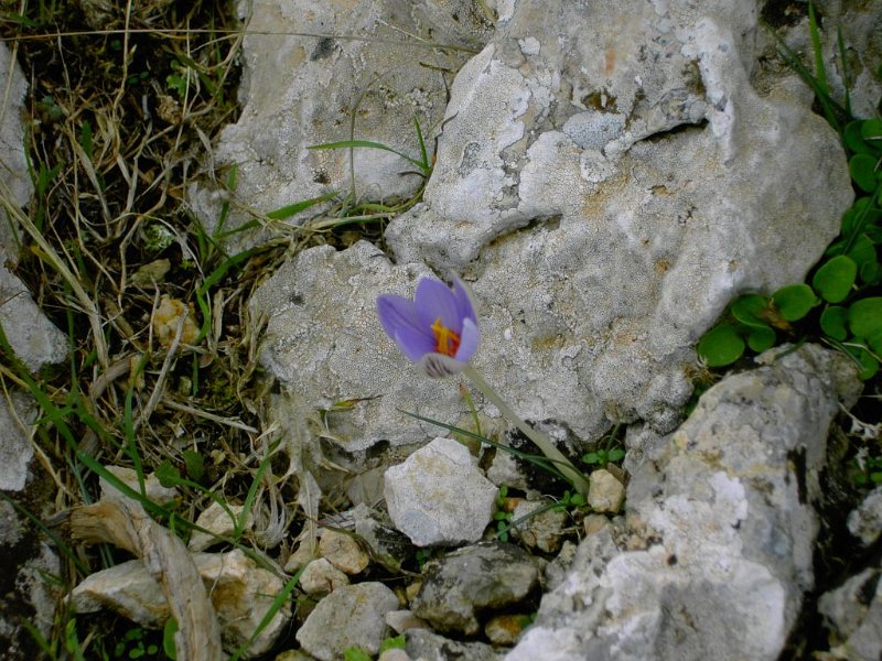 101015_blaueBlume_Tomir.jpg - Mallorca-Wanderungen - 15.10.2010 Tomir  ??? - blaue Blume (A)