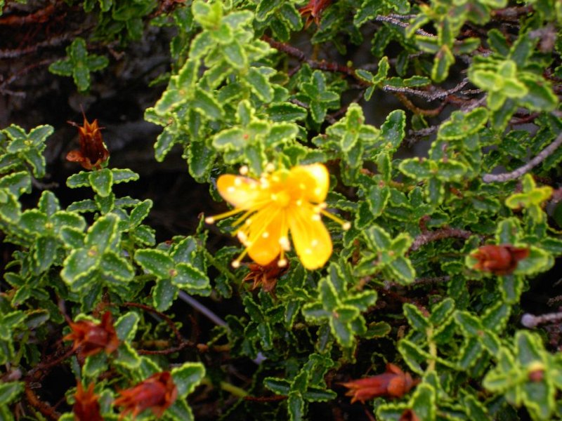 101015_gelbeBlume_Tomir.jpg - Mallorca-Wanderungen - 15.10.2010 Tomir  ??? - gelbe Blume (A)