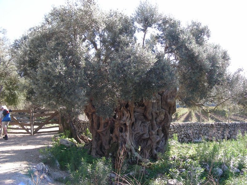 101019_Olivenbaum_Mortitx_A.jpg - Mallorca-Wanderungen - 19.10.2010 Mortitx  Finca Mortitx- Olivenbaum (A) 