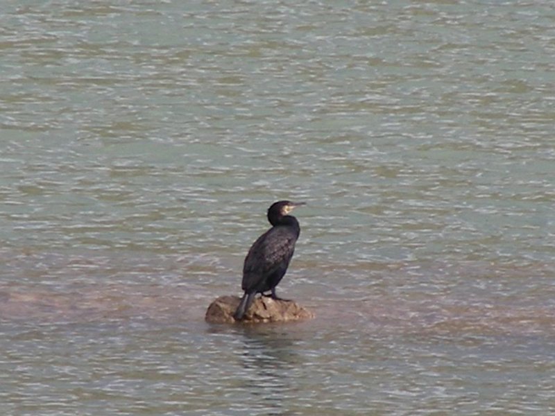 101020_Kormoran_Cuber_A.jpg - Mallorca-Wanderungen - 20.10.2010 Drei-Gipfel-Tour  Stausee Cuber - Kormoran (A)