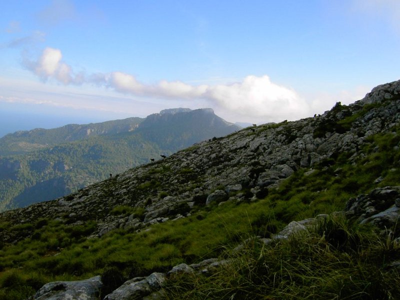 101021_Ziegen.jpg - Mallorca-Wanderungen - 21.10.2010 Galatzo  fast beim Gipfel - Ziegen