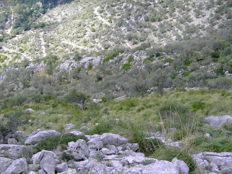 101026_Serpentinen_TossalsVerds.jpg - Mallorca-Wanderungen - 26.10.2010 Refugi Tossals Verds  bei dem Refugi - Serpentinen vom Tal Torrent d' Almadrà