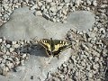 101016_Schmetterling_Talaia_A