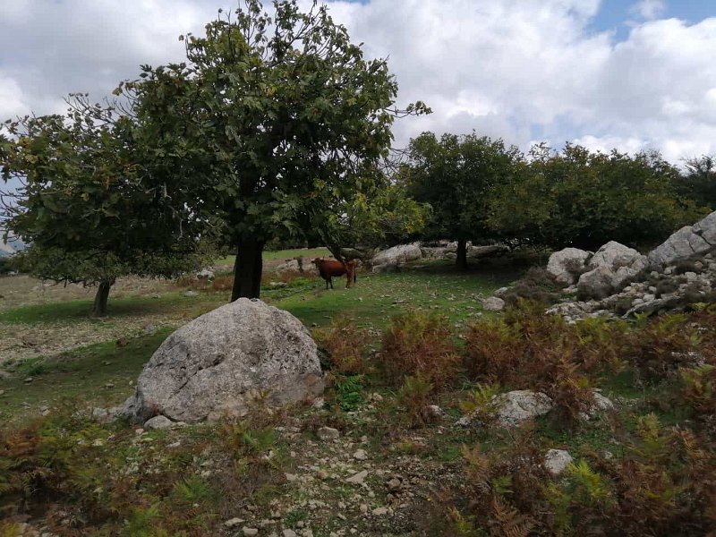 IMG-20211010-WA0010.jpg - Mallorca-Wanderungen - 10.10.2021 Marc-Tal nach Fartaritx  auch ein Jungrind beobachtet den Wanderer