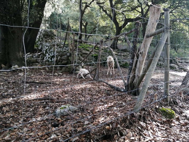 IMG-20211011-WA0001.jpg - Mallorca-Wanderungen - 11.10.2021 Menut zum Tomir (730 Hm, 26k)  bei Binifaldo: frisch geborenes Lamm verfängt sich im Zaun