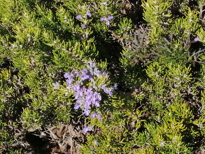 IMG-20211011-WA0005.jpg - Mallorca-Wanderungen - 11.10.2021 Menut zum Tomir  Rosmarin auf dem Tomir