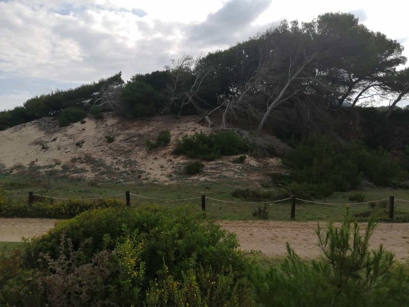 IMG-20211019-WA0001.jpg - Mallorca-Wanderungen - 19.10.2021 Küstenwanderung Cala Mesquida (170 Hm, 24k)   Sanddünen Cala Mesquida