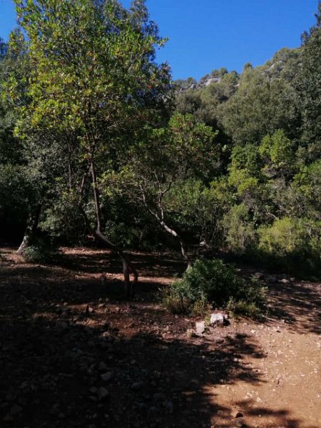 IMG-20211020-WA0003.jpg - Mallorca-Wanderungen - 20.10.2021 Batalla-Caimari   Erdbeerbäumchen (Früchte sind viel zu hoch)