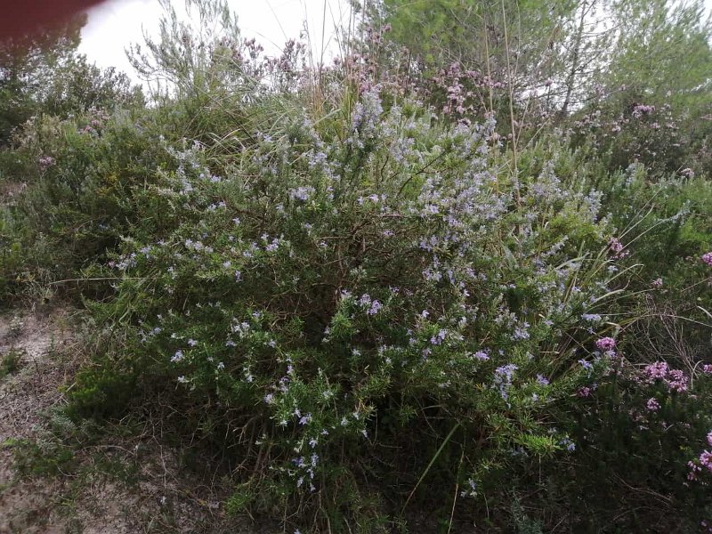 IMG-20211022-WA0010.jpg - Mallorca-Wanderungen - 22.10.2021 Can Picafort   in den Sanddünen zwischen Platja de Muro und Can Picafort: Rosmarin-Strauch in Blüte 