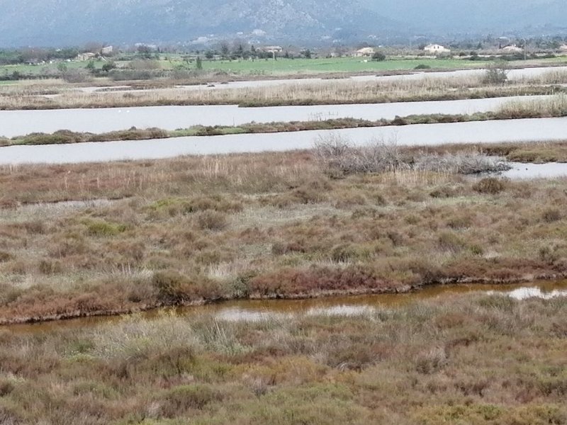 220323_Albufereta.jpg - Mallorca-Wanderungen - 23.03.2022 Albufereta (30 Hm, 19k)  Kormorane im Feuchtgebiet