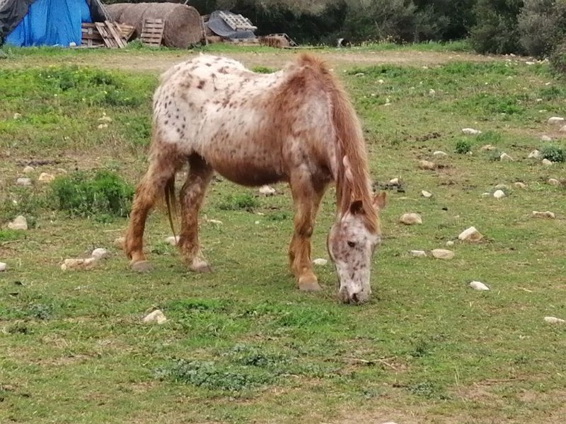 220323_Pferd.jpg - Mallorca-Wanderungen - 23.03.2022 Albufereta (30 Hm, 19k)  altes Pferd in einer Koppel am Wegesrand