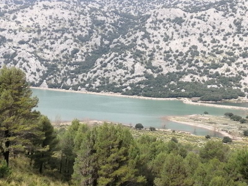 220327_Cuber.jpg - Mallorca-Wanderungen - 27.03.2022 Tossals Verds (450 Hm, 24k)  Stausee Cuber randvoll, vom Aufstieg zum Morro de Cuber