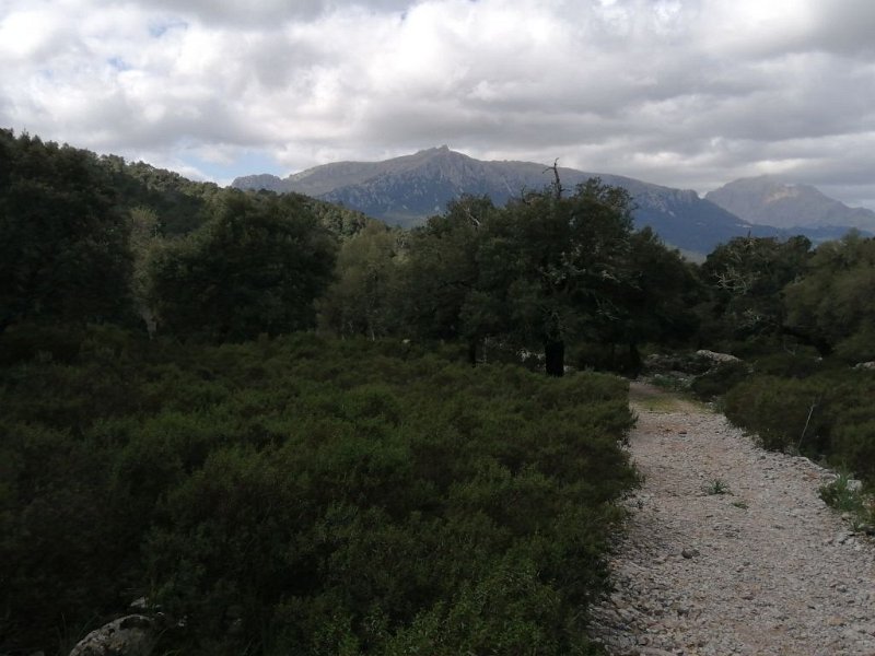 220402_Galileu.jpg - Mallorca-Wanderungen - 02.04.2022 Menut-Binifaldo (230 Hm, 15k)  Galileu, dahinter Massanella
