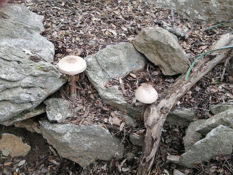 220404_Pilz1.jpg - Mallorca-Wanderungen - 04.04.2022 Coll de Pollenca (440 Hm, 24k)  riesige Pilze am Wegesrand