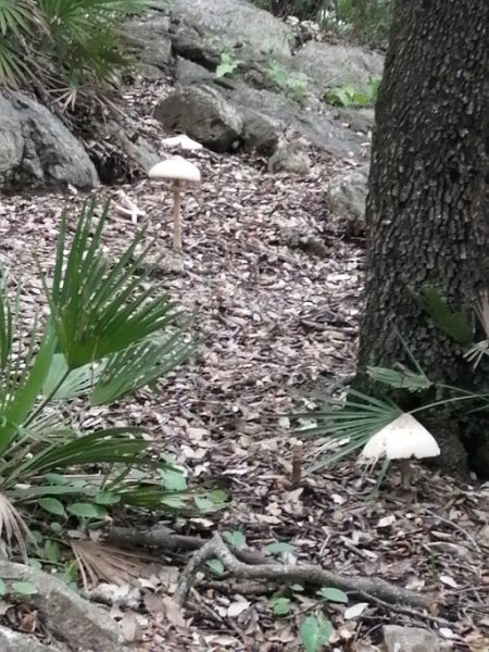 220404_Pilz2.jpg - Mallorca-Wanderungen - 04.04.2022 Coll de Pollenca (440 Hm, 24k)  riesige Pilze am Wegesrand