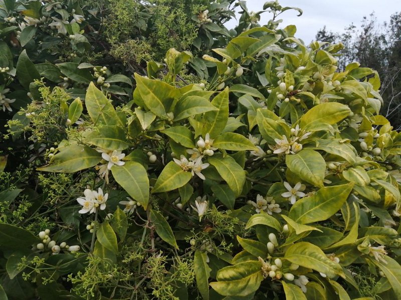 220406_Blueten.jpg - Mallorca-Wanderungen - 06.04.2022 Cami del Puig (10 Hm, 16k)  intensiv riechende Blüten
