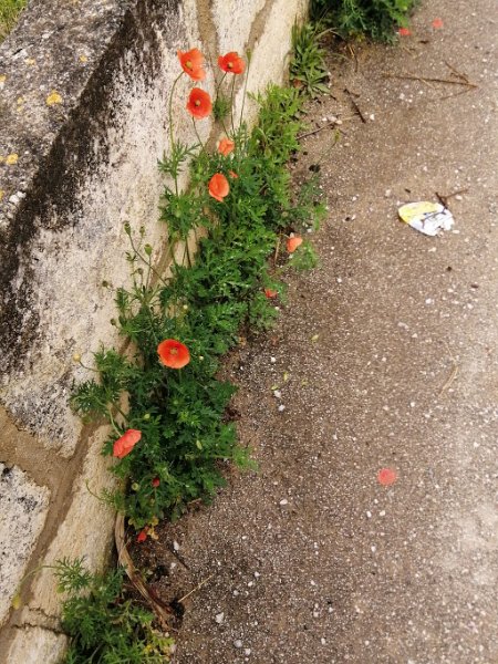 220406_Mohn.jpg - Mallorca-Wanderungen - 06.04.2022 Cami del Puig (10 Hm, 16k)  Klatschmohn am Wegesrand