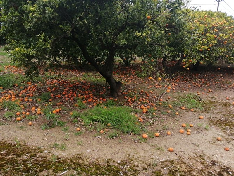 220406_Orangen.jpg - Mallorca-Wanderungen - 06.04.2022 Cami del Puig (10 Hm, 16k)  Orangen faulen auf dem Boden