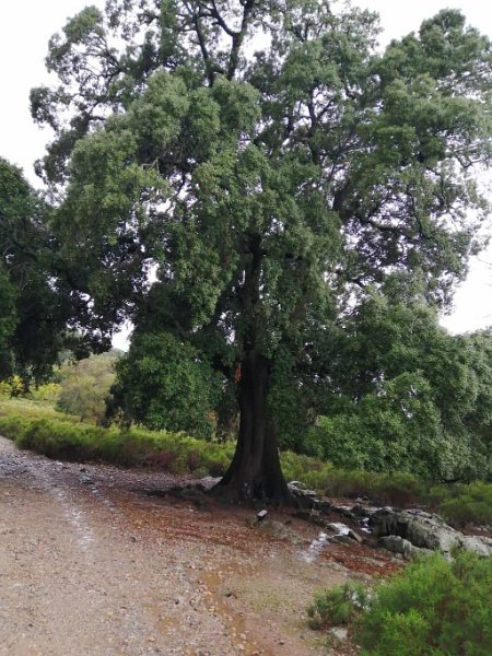 221006_Steineiche.jpg - Mallorca-Wanderungen Oktober 2022 - 06.10.22 - Einstiegswanderung alte Steineiche   am Ziel: die alte Steineiche