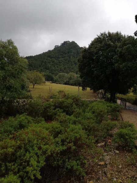 221006_Weitsicht.jpg - Mallorca-Wanderungen Oktober 2022 - 06.10.22 - Einstiegswanderung alte Steineiche   am Ziel: die Weitsicht ist heute gering