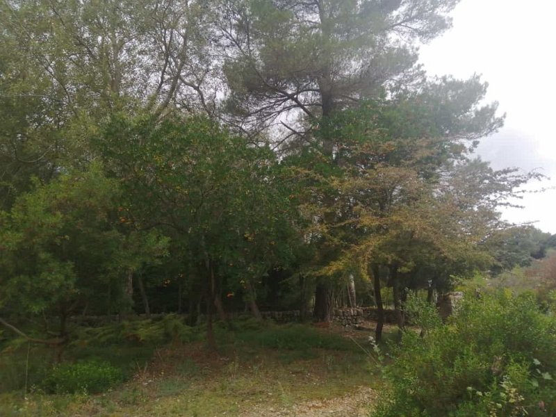 221008_Erdbeerbaum.jpg - Mallorca-Wanderungen Oktober 2022 - 08.10.22 - Steineiche-Son Amer-Lluc   zwei Erdbeerbäume (rote Früchte sind essbar)