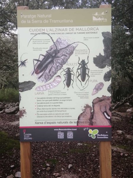 221008_Steineichen_Kaefer.jpg - Mallorca-Wanderungen Oktober 2022 - 08.10.22 - Steineiche-Son Amer-Lluc   Infotafel über den 'Bockkäfer' der Steineiche [19k, 11 km, 280 Hm]