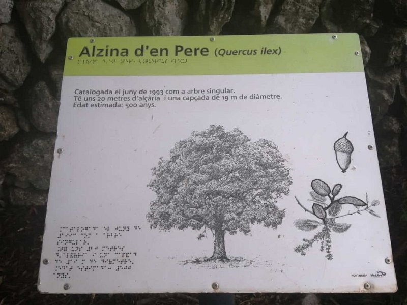 221008_Steineichen_alt.jpg - Mallorca-Wanderungen Oktober 2022 - 08.10.22 - Steineiche-Son Amer-Lluc   Infotafel zur alten Steineiche (sh. 06.10.22)