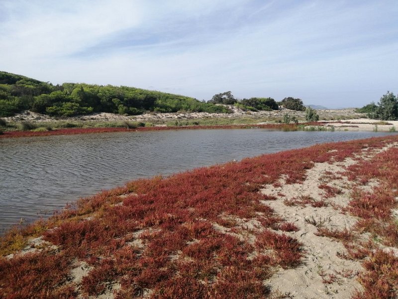 221010_Flora_See.jpg - Mallorca-Wanderungen Oktober 2022 - 10.10.22 - Son Serra de Marina   Flora am See (19k, 12km, 20 Hm) 