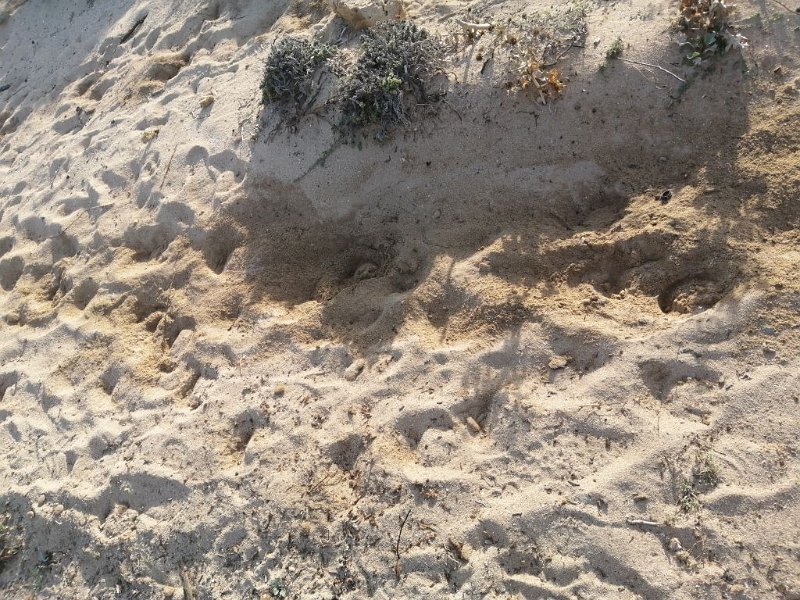 221010_Hufe_im Sand.jpg - Mallorca-Wanderungen Oktober 2022 - 10.10.22 - Son Serra de Marina   Hufe im Sand