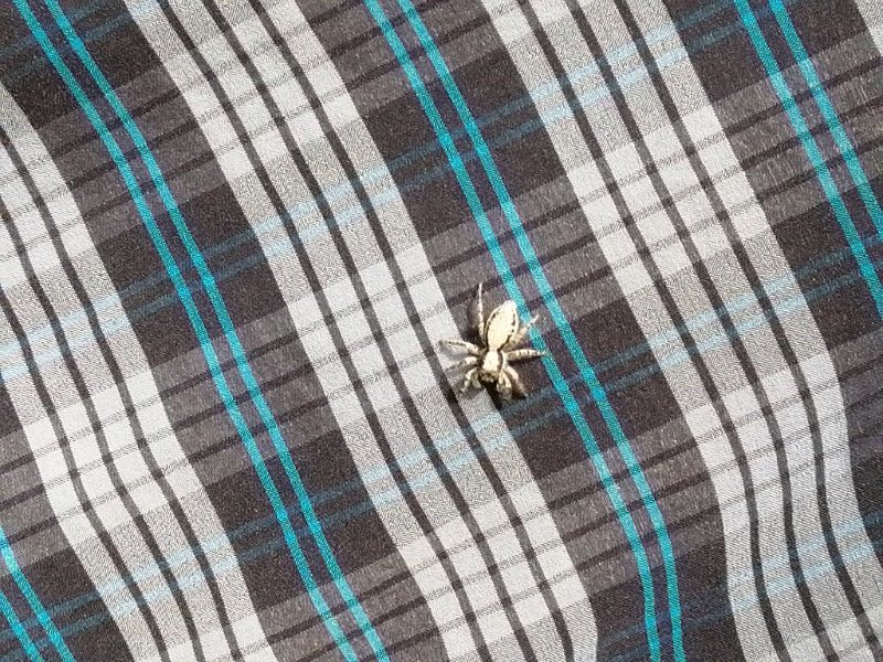 221013_Insekt.jpg - Mallorca-Wanderungen Oktober 2022 - 13.10.22 - Cuculla de Fartaritx  Insekt