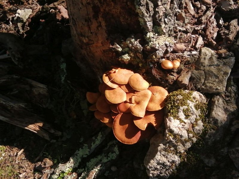 221015_Pilze.jpg - Mallorca-Wanderungen Oktober 2022 - 15.10.22 - Figueroles  Pilze bei Ses Covasses