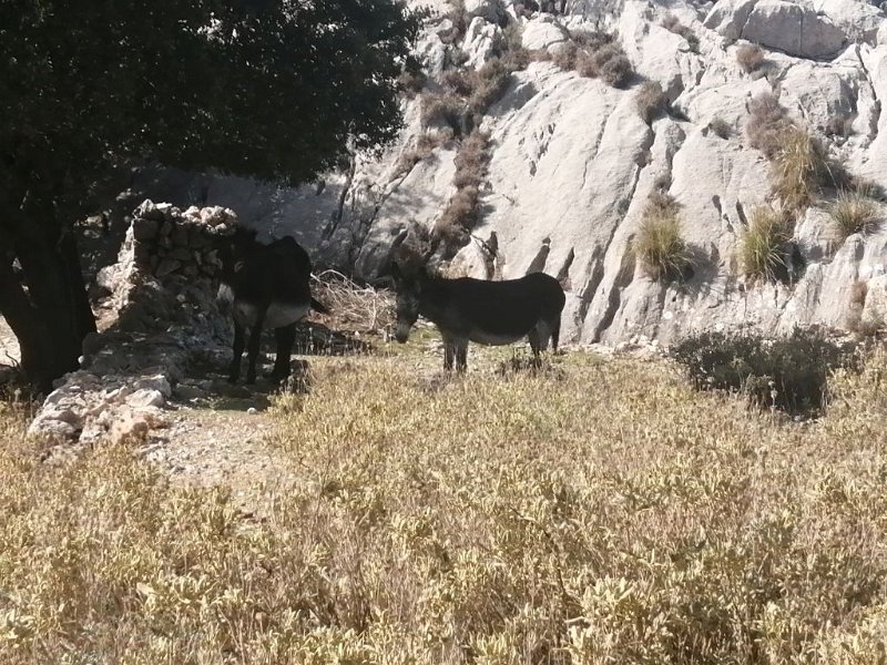 221018_Esel.jpg - Mallorca-Wanderungen Oktober 2022 - 18.10.22 - Barrancones  Esel im Schatten