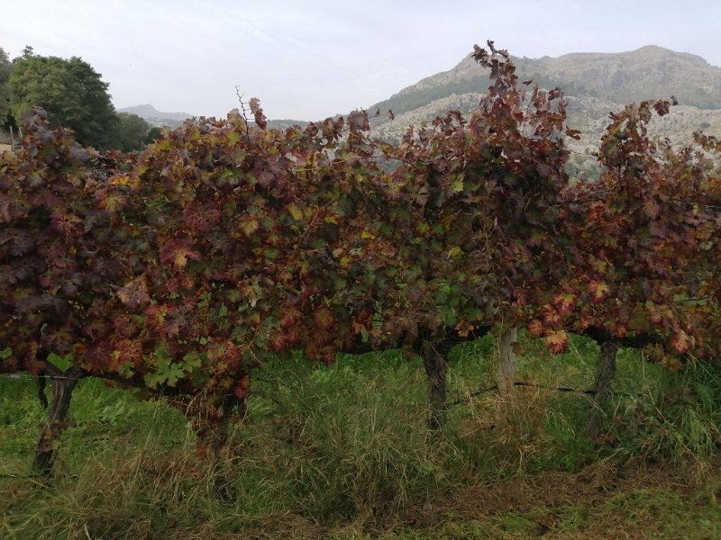 221020_Herbstfaerbung.jpg - Mallorca-Wanderungen Oktober 2022 - 20.10.22 - Mortitx   Weinreben Herbstfärbung (17k, 9km, 350Hm)