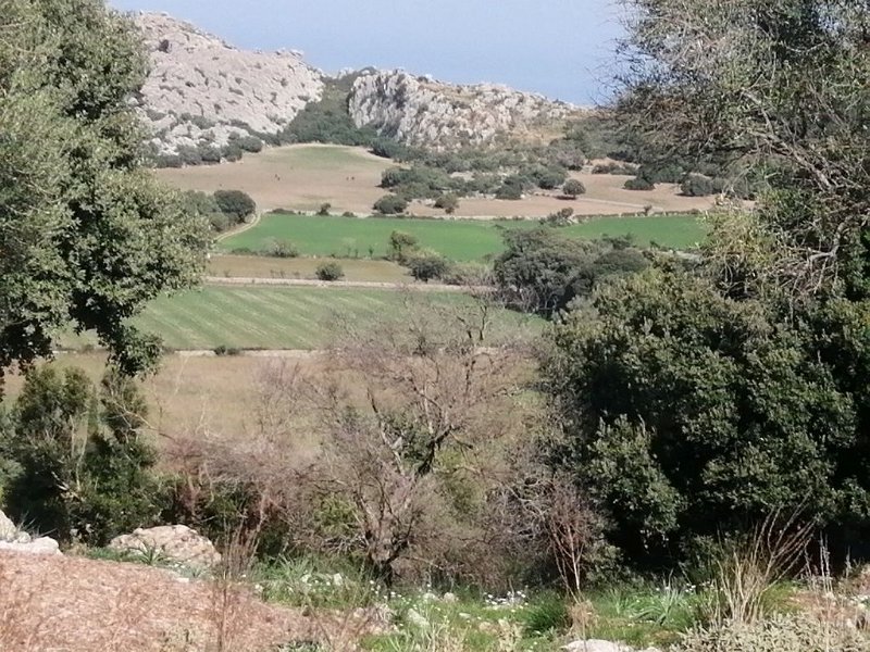 221023_saftige_Felder.jpg - Mallorca-Wanderungen Oktober 2022 - 23.10.22 - Coll d' Ariant     saftige Felder (21k, 13km, 520Hm) 