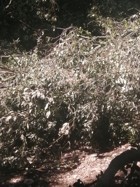 IMG-20230310-WA0003.jpeg - Mallorca-Wanderungen - 10.03.2023 Val de March-Binifaldó  Bäume auf Forststraße 