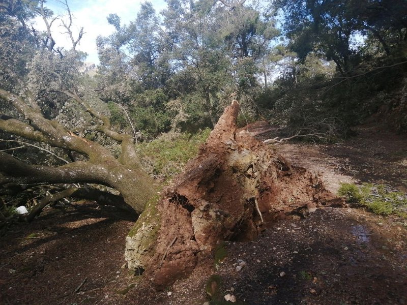 IMG-20230310-WA0005.jpeg - Mallorca-Wanderungen - 10.03.2023 Val de March-Binifaldó  Schneesturm hatte große Kräfte 