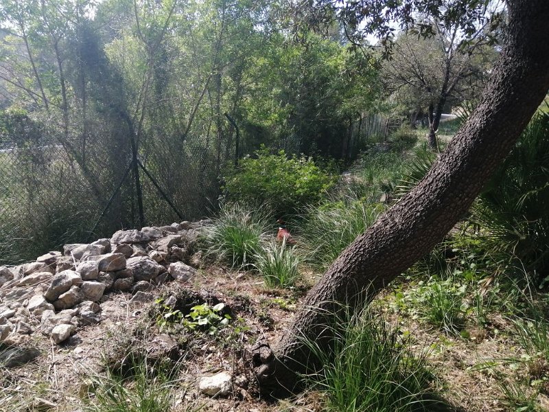 IMG-20230311-WA0004.jpeg - Mallorca-Wanderungen - 11.03.2023 Talaia d' Alcúdia  Suchbild Vogel (soll ein Rothuhn sein, Verwandter vom Rebhuhn)  