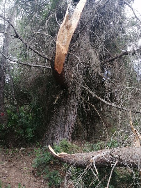 IMG-20230312-WA0003.jpeg - Mallorca-Wanderungen - 12.03.2023 Fartaritx  gesunder Ast ist auch gebrochen