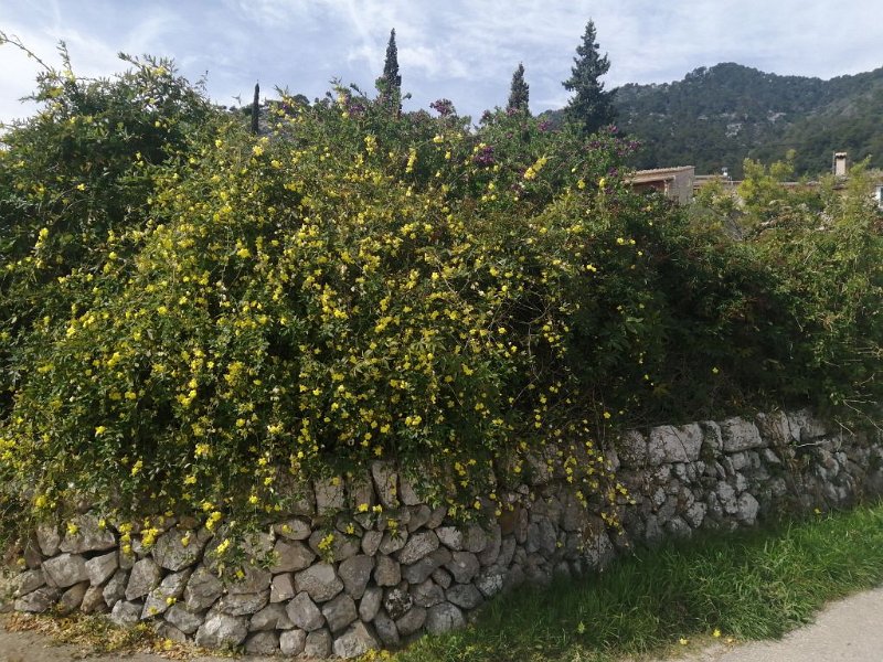 IMG-20230313-WA0000.jpeg - Mallorca-Wanderungen - 13.03.2023 Binibona + Strandwanderung (120 Hm, 24k)  am Wegesrand Radweg nach Campanet 