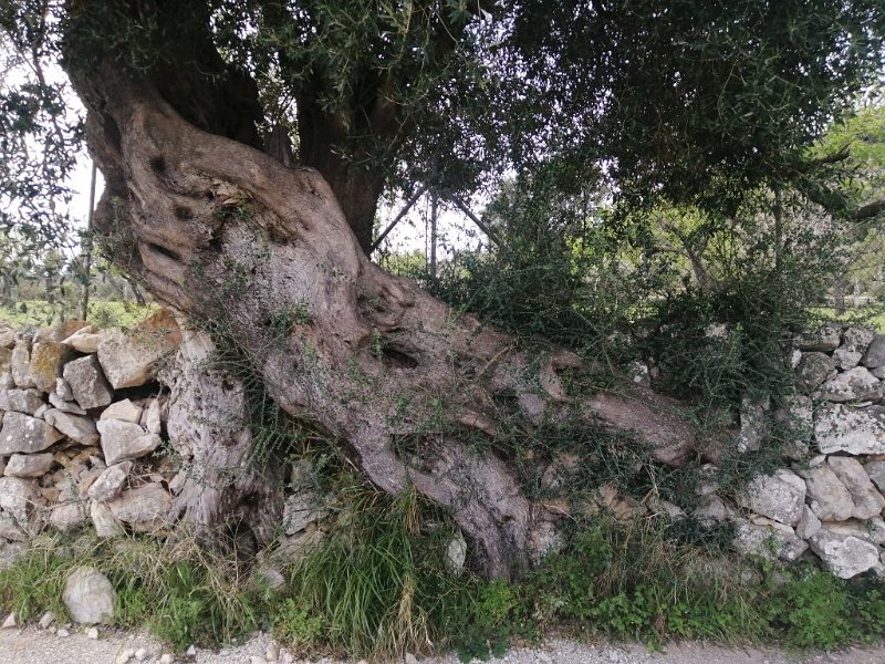 IMG-20230313-WA0002.jpeg - Mallorca-Wanderungen - 13.03.2023 Binibona + Strandwanderung  am Wegesrand Radweg nach Campanet