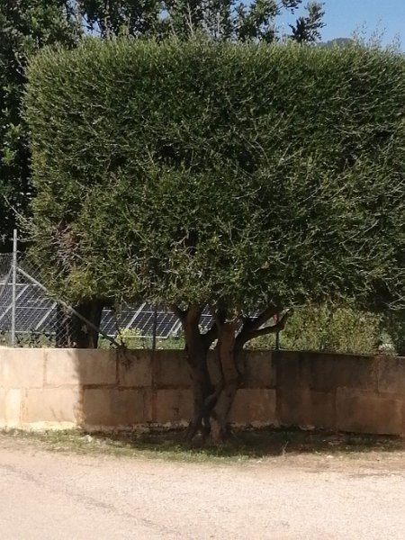 IMG-20230313-WA0004.jpeg - Mallorca-Wanderungen - 13.03.2023 Binibona + Strandwanderung  am Wegesrand Radweg nach Campanet