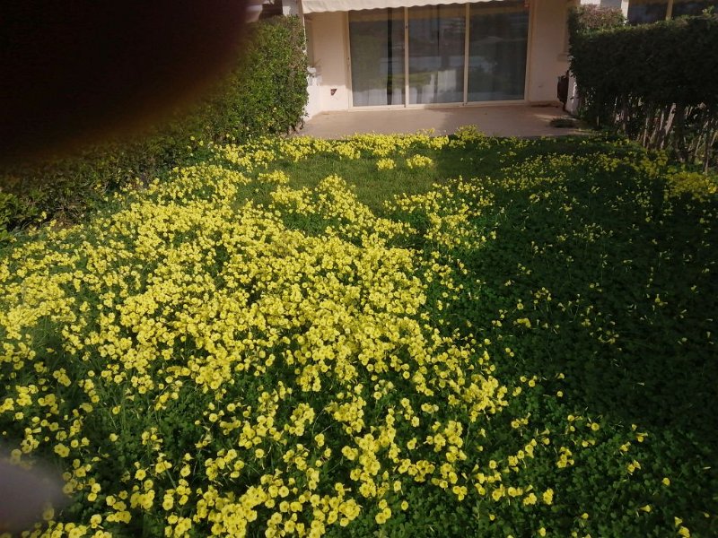 IMG-20230313-WA0006.jpeg - Mallorca-Wanderungen - 13.03.2023 Binibona + Strandwanderung  am See L' Estany Grand (mit Finger)