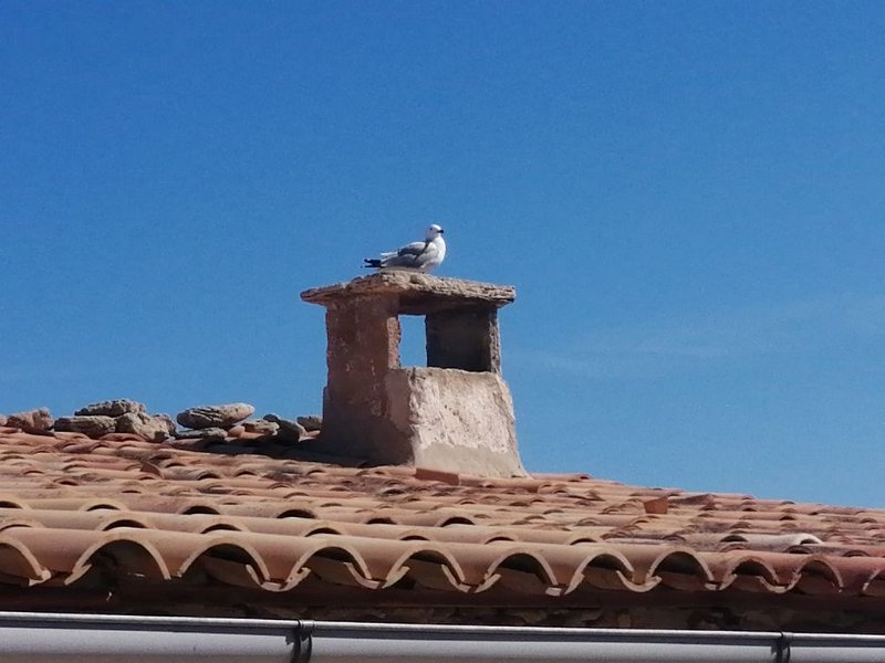 IMG-20230316-WA0002.jpeg - Mallorca-Wanderungen - 16.03.2023 Strandwanderung Son Bauló nach Son Serra de Marina (30 Hm, 24k)  eine Möwe beobachtet mich