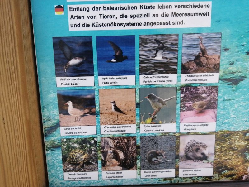 IMG-20230316-WA0004.jpeg - Mallorca-Wanderungen - 16.03.2023 Strandwanderung Son Bauló nach Son Serra de Marina  Tiere an den Küsten