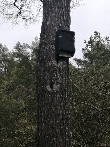 IMG-20230318-WA0007.jpeg - Mallorca-Wanderungen - 18.03.2023 Menut-Binifaldó  für Fledermäuse 