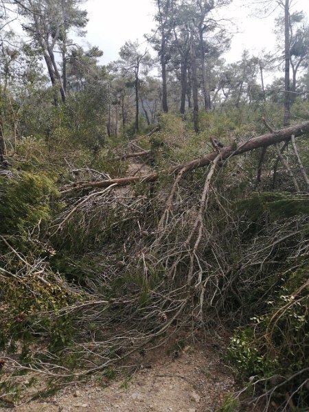 IMG-20230318-WA0009.jpeg - Mallorca-Wanderungen - 18.03.2023 Menut-Binifaldó  Bäume kreuz und quer, aber noch zum Übersteigen