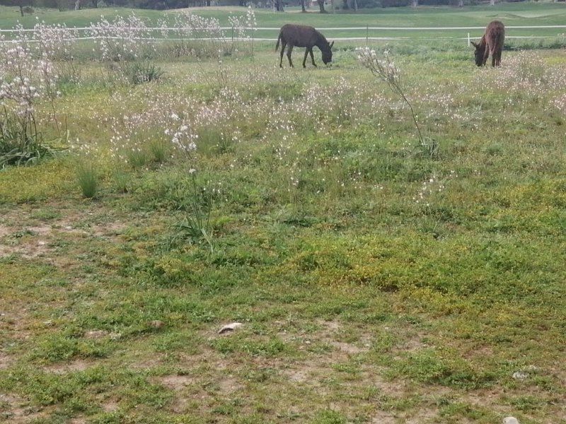 IMG-20230320-WA0007.jpeg - Mallorca-Wanderungen - 20.03.2023 Uferwanderung Alcanada   Esel im Golfplatz Alcanada