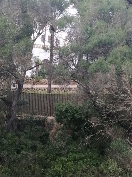 IMG-20230320-WA0011.jpeg - Mallorca-Wanderungen - 20.03.2023 Uferwanderung Alcanada   Stiftung Bassa Blanca