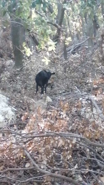 231006_Ziege.jpg - Mallorca-Wanderungen Oktober 2023 - 06.10.23 - March-Binifaldo   Ziege