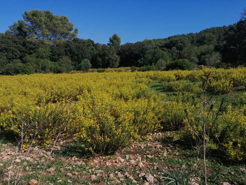 231008_Blueten.jpg - Mallorca-Wanderungen Oktober 2023 - 08.10.23 - Fartaritx-Ninot   blühende Wiese in Varitx
